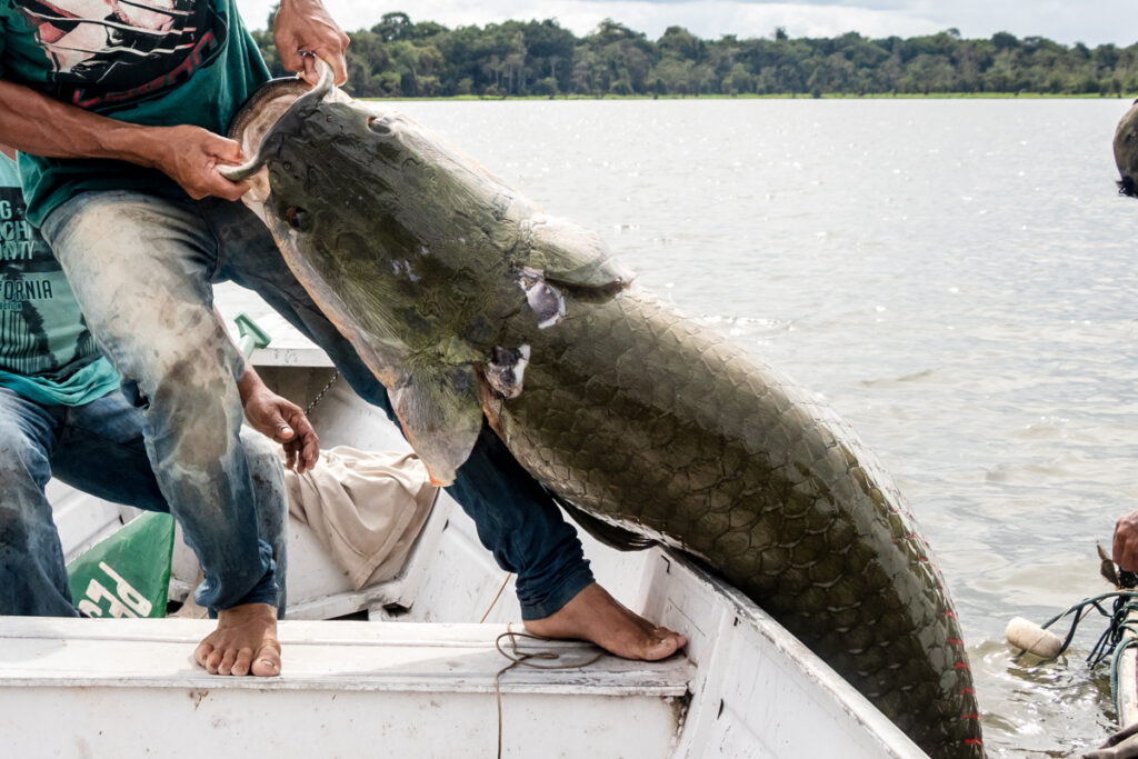 Pirarucu de manejo da Amazônia rompe fronteira nacional