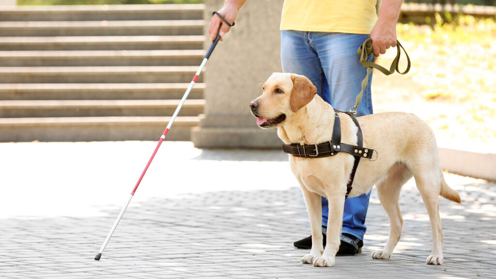 Dia do Cão-Guia será celebrado em 24 de abril