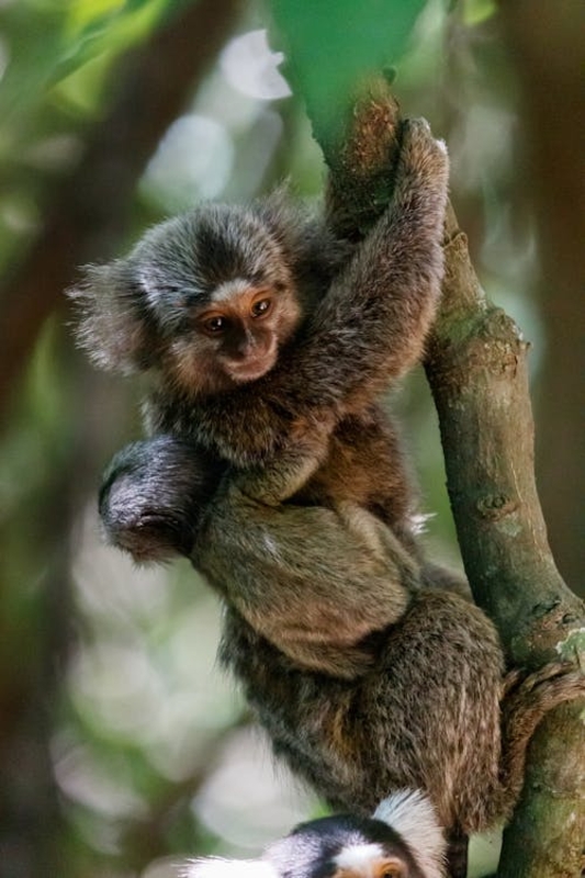 Destinos sustentáveis permitem vivenciar experiências próximas da natureza