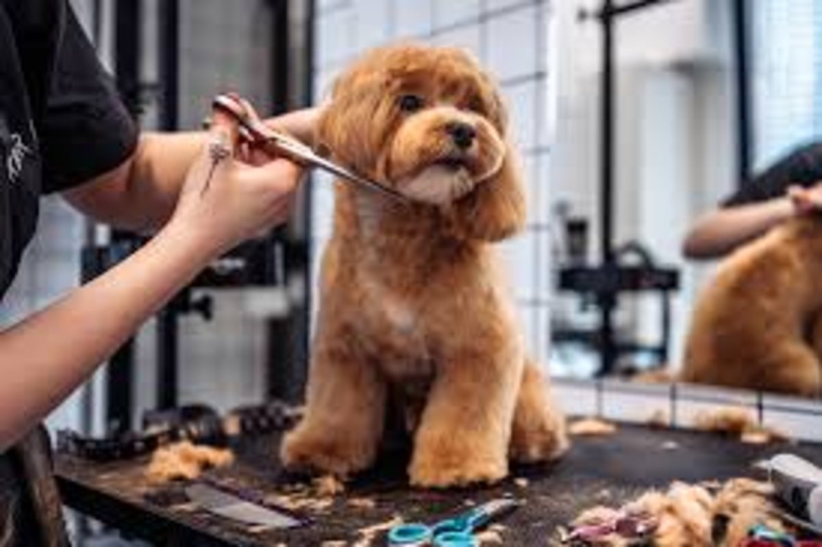 Profissão grooming está muito além de banho e tosa de pet