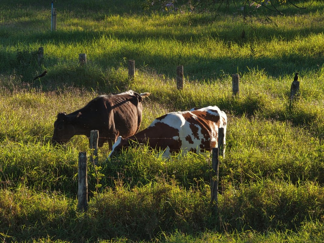 Fazenda no DF investe na produção de leite A2A2 orgânico