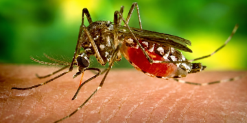 Itanhaém capacita funcionários das escolas para reforçar combate ao Aedes aegypti